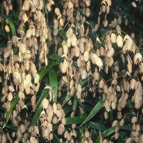 River Oats (Chasmanthium latifolium)