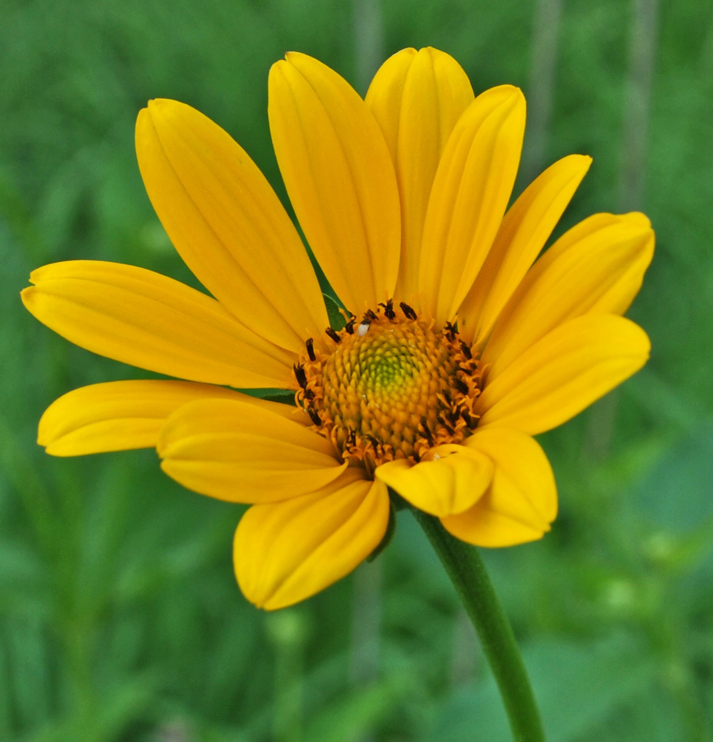 Ox Eye Sunflower (Heliopsis helianthoides)