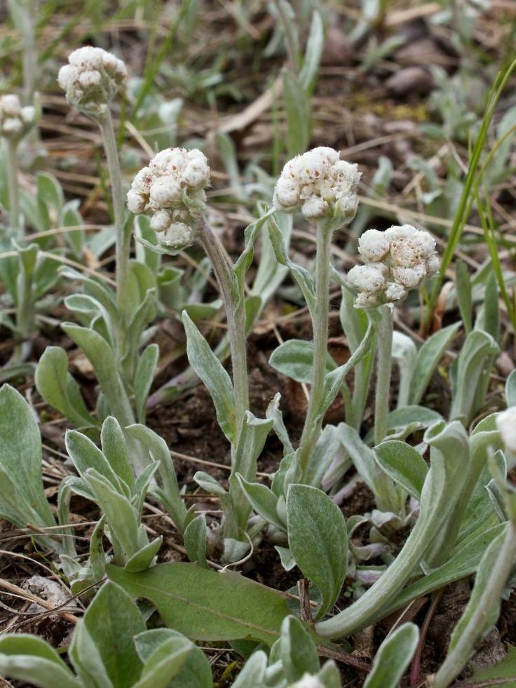 Pussy Toes (Antennaria parlinii)