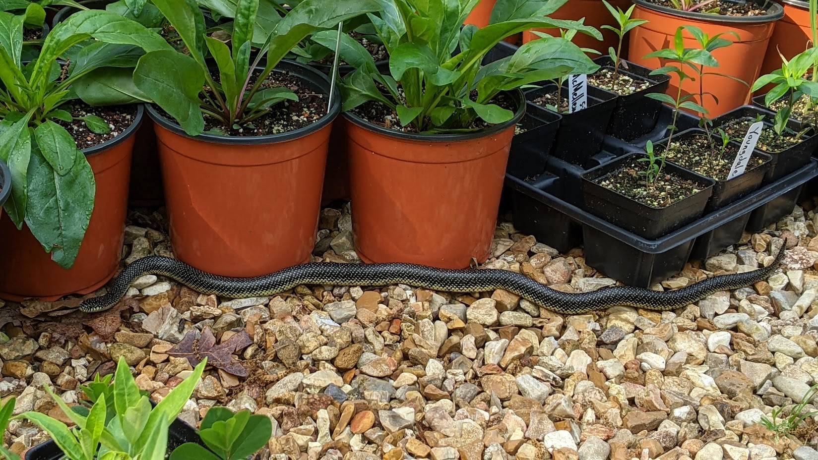 Speckled King Snake - Nursery Quality Control Specialist