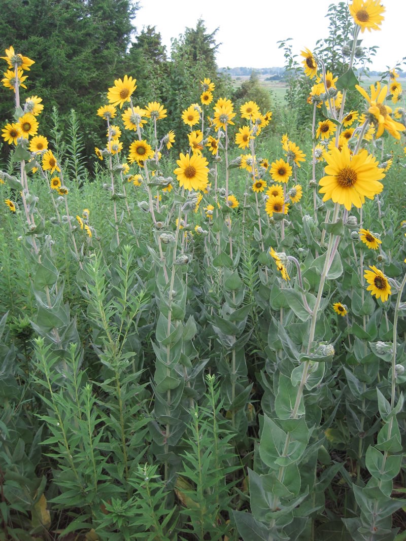 Ashy Sunflower (Helianthus mollis)