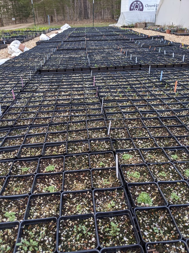 Direct-Sown Containers Starting to Germinate