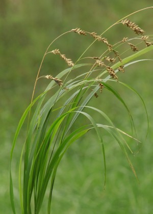 Beak Grass (Diarrhena obovata)
