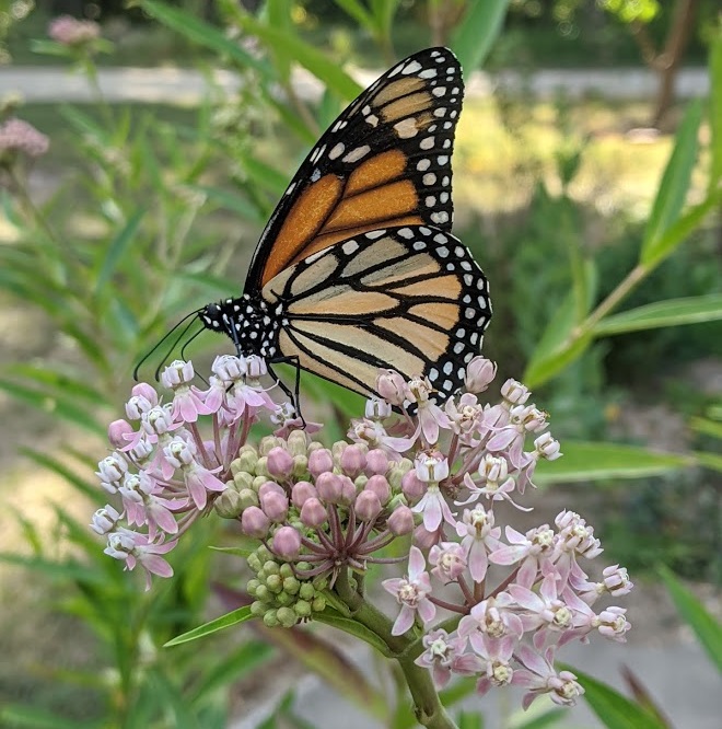 Monarch nectars on Marsh Milkweed (Asclepias incarnata)