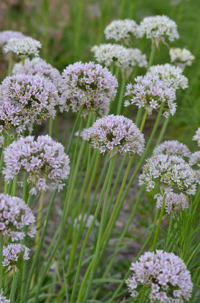 Meadow Garlic (Allium canadense)