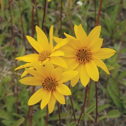 Western Sunflower (Helianthus occidentalis)