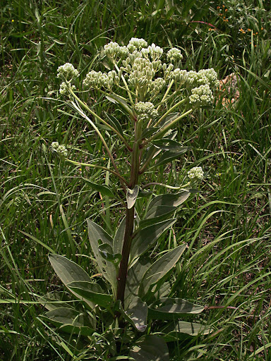 Indian Plantain (Arnoglossum plantagineum)