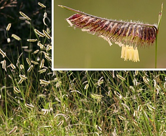 Eyelash Grass (Bouteloua hirsuta)
