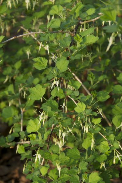 Missouri Gooseberry (Ribes missouriense)