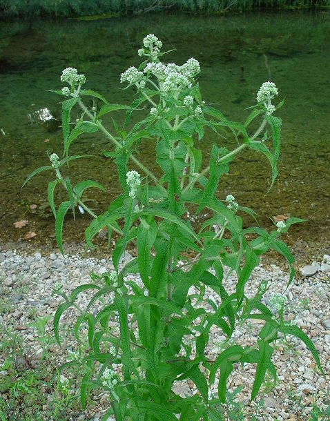 Common Boneset (Eupatorium perfoliatum)