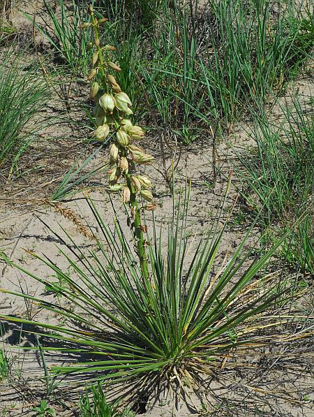 Soapweed (Yucca glauca)