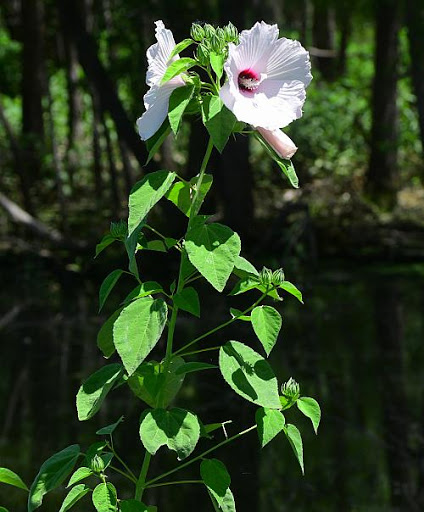 Rose Mallow (Hibiscus lasiocarpus)