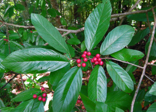 Indian Cherry (Rhamnus caroliniana)