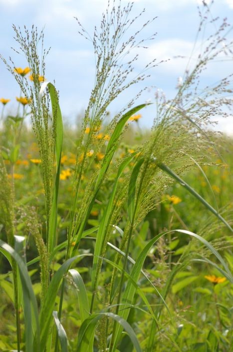 Switch Grass (Panicum virgatum)