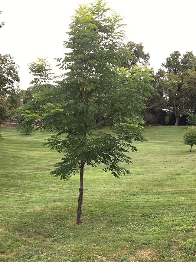 Kentucky Coffee Tree (Gymnocladus dioicus)