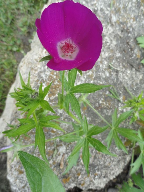 Purple Poppy Mallow (Callirhoe involucrata)