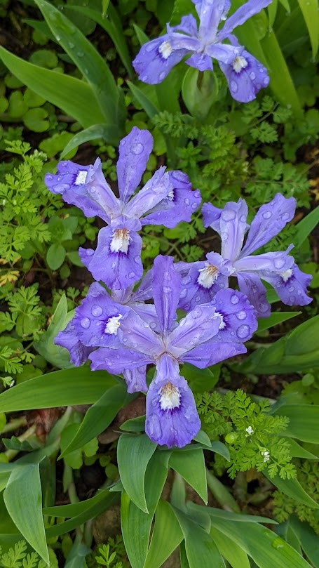 Dwarf Crested Iris (Iris cristata)