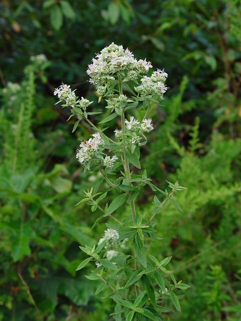 Hairy Mountain Mint (Pycnanthemum pilosum)