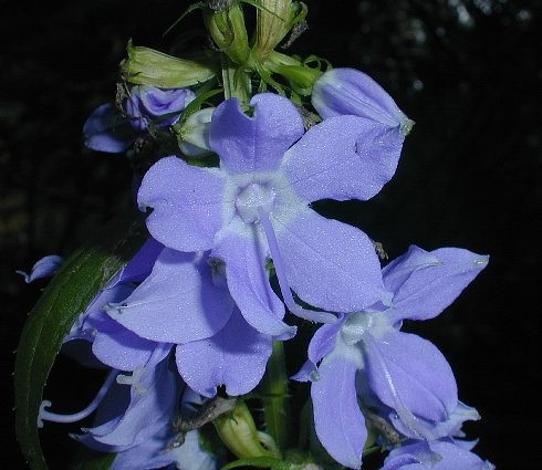 American Bellflower (Campanulastrum americana)