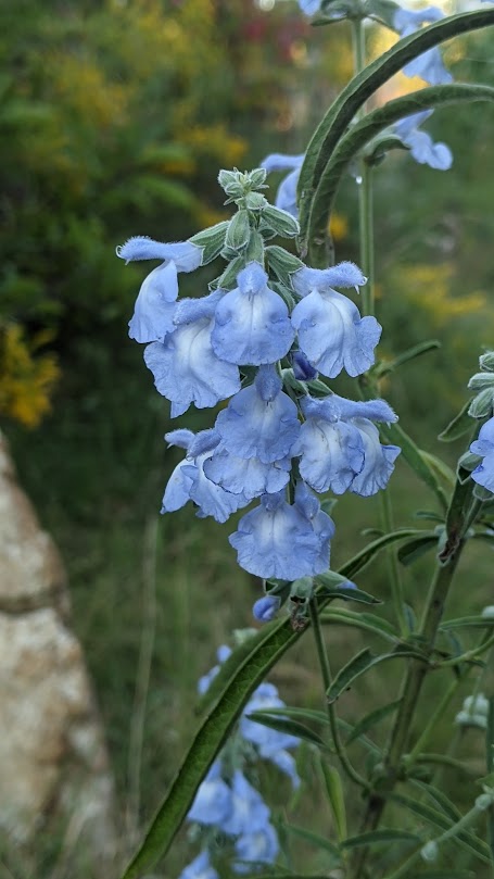Blue Sage (Salvia azurea)
