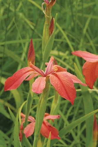 Copper Iris (Iris fulva)