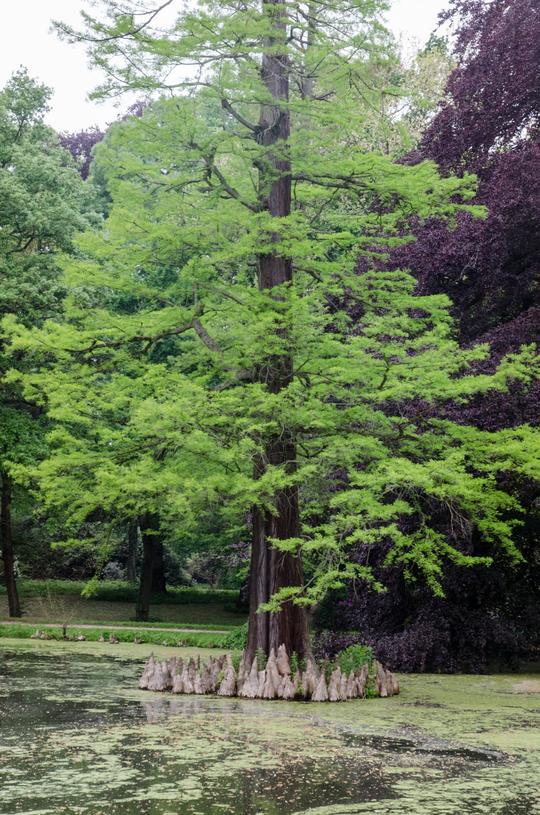 Cypress Tree (Taxodium distichum)