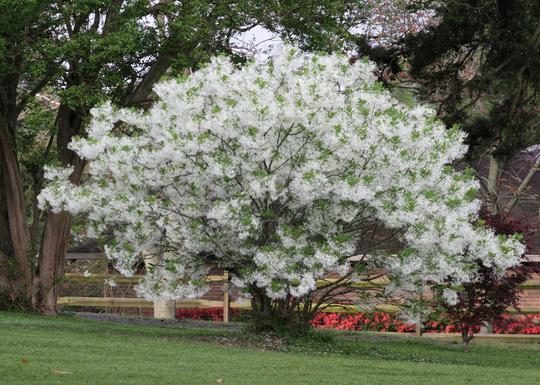 Fringe Tree (Chionanthes virginicus)