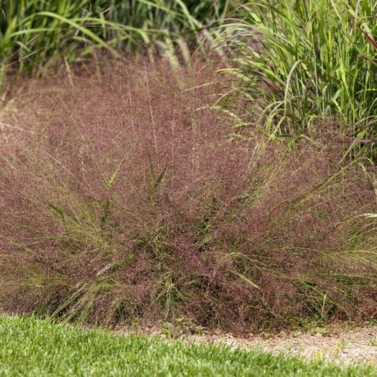 Purple Love Grass (Eragrostis spectabilis)