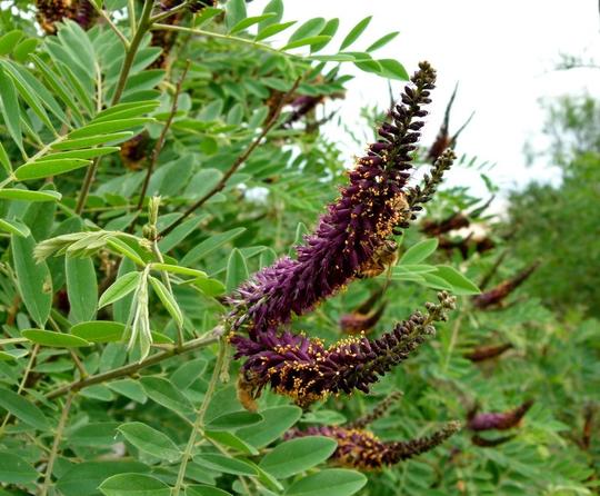 Indigo Bush (Amorpha fruticosa)