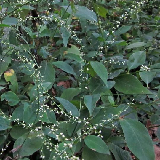 Jumpseed (Persicaria virginiana)