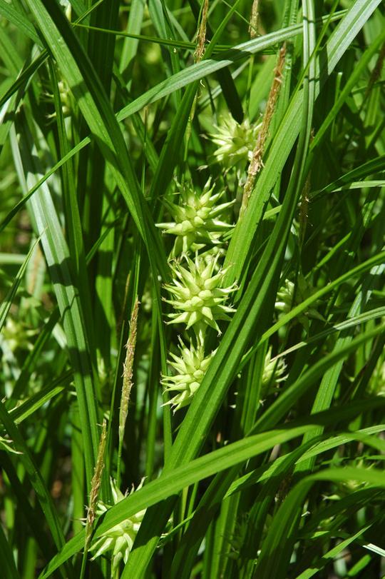 Gray Sedge (Carex grayi)