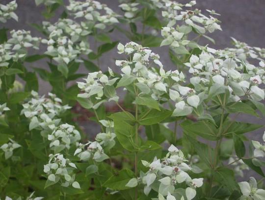 Whiteleaf Mountain Mint (Pycnanthemum albescens)