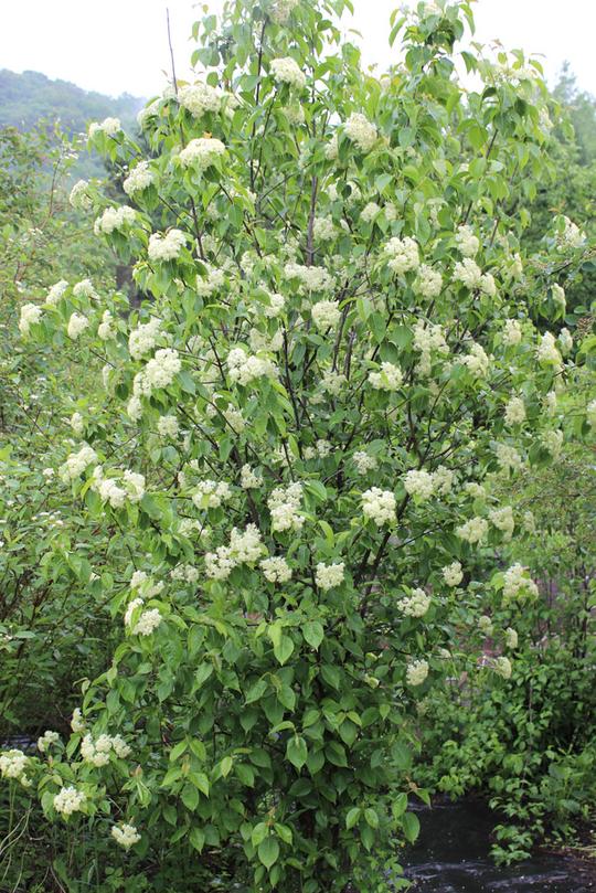 Nannyberry Viburnum (Viburnum lentago)