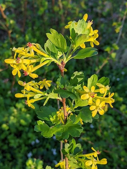 Golden Currant (Ribes odoratum)