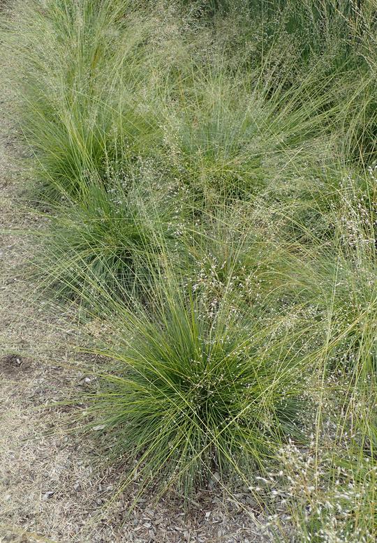 Prairie Dropseed (Sporobolus heterolepis)
