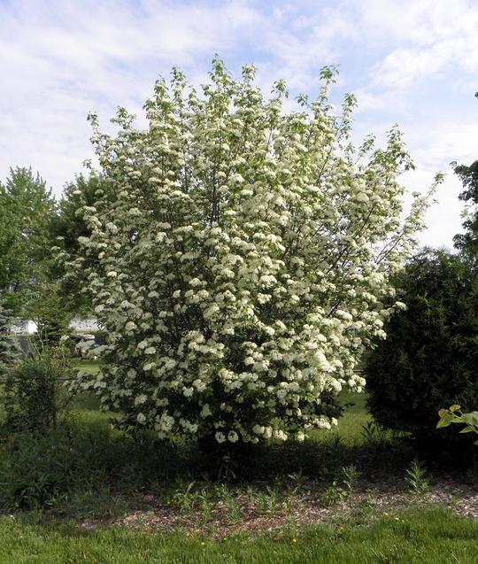 Blackhaw Viburnum (Viburnum prunifolium)