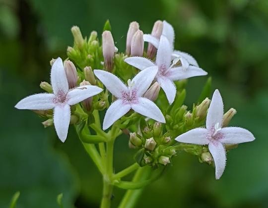 Diamond Flowers (Stenaria nigricans)